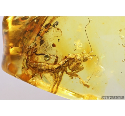 Rare Adult Gladiator Mantophasmatodea. Fosill inclusion in Baltic amber #10820