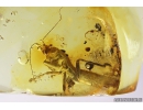 Rare Adult Gladiator Mantophasmatodea. Fosill inclusion in Baltic amber #10820