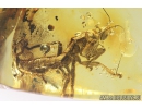 Rare Adult Gladiator Mantophasmatodea. Fosill inclusion in Baltic amber #10820