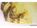 Rare Adult Gladiator Mantophasmatodea. Fosill inclusion in Baltic amber #10820