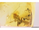 Rare Adult Gladiator Mantophasmatodea. Fosill inclusion in Baltic amber #10820