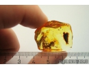 Rare Adult Gladiator Mantophasmatodea. Fosill inclusion in Baltic amber #10820