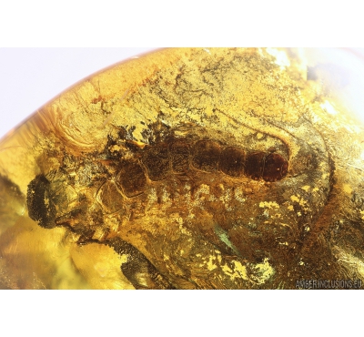 Big 12mm! Centipede Lithobiidae. Fossil insect in Baltic amber #10821