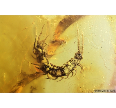 Centipede Lithobiidae and Ant Hymenoptera. Fossil insects in Baltic amber #10822