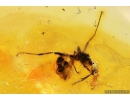 Centipede Lithobidae and Ant Hymenoptera. Fossil insects in Baltic amber #10822