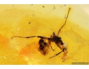 Centipede Lithobiidae and Ant Hymenoptera. Fossil insects in Baltic amber #10822