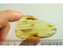 Big 12mm Centipede Lithobiidae. Fossil insect in Baltic amber #10823