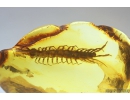 Very Big 22mm! Nice Centipede Lithobiidae. Fossil insect in Baltic amber #10824