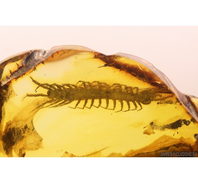 Very Big 22mm! Nice Centipede Lithobiidae. Fossil insect in Baltic amber #10824