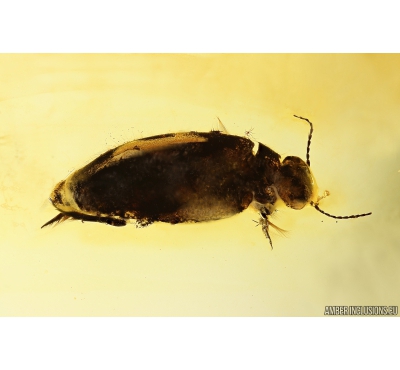 Rare aquatic predaceous diving beetle Dytiscidae. Fossil insect in Baltic amber #10828