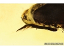 Rare aquatic predaceous diving beetle Dytiscidae. Fossil insect in Baltic amber #10828