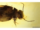 Rare aquatic predaceous diving beetle Dytiscidae. Fossil insect in Baltic amber #10828