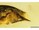 Rare aquatic predaceous diving beetle Dytiscidae. Fossil insect in Baltic amber #10828
