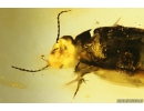 Rare aquatic predaceous diving beetle Dytiscidae. Fossil insect in Baltic amber #10828