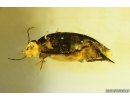 Rare aquatic predaceous diving beetle Dytiscidae. Fossil insect in Baltic amber #10828