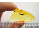 Rare aquatic predaceous diving beetle Dytiscidae. Fossil insect in Baltic amber #10828