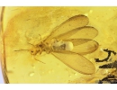 Nice Termite Isoptera and Moth flies Psychodidae. Fossil inclusions in Baltic amber #10829
