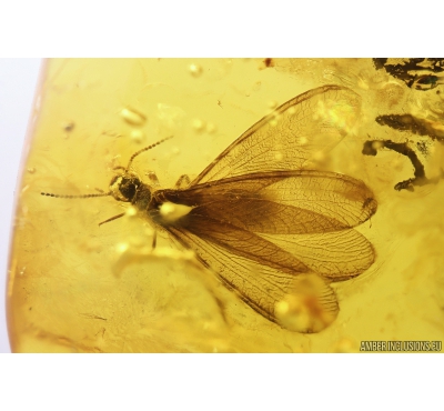 Nice Termite Isoptera and Moth flies Psychodidae. Fossil inclusions in Baltic amber #10829