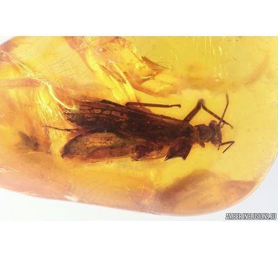 Big 14mm Stonefly Plecoptera. Fossil insect in Baltic amber #10831