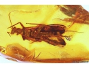Big 14mm Stonefly Plecoptera. Fossil insect in Baltic amber #10831
