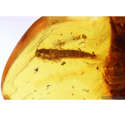 Silverfish Lepismatidae, Ant Hymenoptera and More. Fossil inclusions in Baltic amber stone #10832