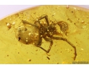 Big 12mm Spider Araneae. Fossil inclusion in Baltic amber stone #10833