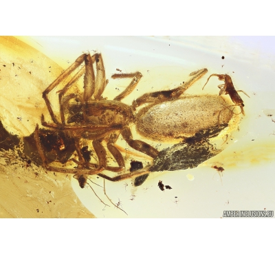 Two Nice Tube-dwelling spiders Segestriidae. Fossil inclusions Baltic amber #10834