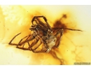 Two Nice Tube-dwelling spiders Segestriidae. Fossil inclusions Baltic amber #10834
