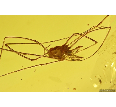 Nice Harvestman Opiliones. Fossil inclusion in Baltic amber #10835