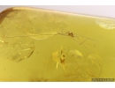 Nice Harvestman Opiliones. Fossil inclusion in Baltic amber #10835