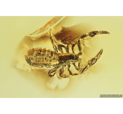 False scorpion Pseudoscorpion. Fossil inclusion in Baltic amber #10837