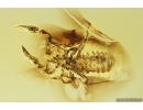 False scorpion Pseudoscorpion. Fossil inclusion in Baltic amber #10837