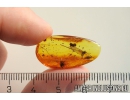 Rare parasitic Worms Nematoda, Dipterans, Coprolite and More. Fossil Inclusions in Baltic amber #10838