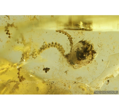 Rare Liverwort Bryophyta and Mycelium. Fossil inclusion in Ukrainian Rovno amber #10839R