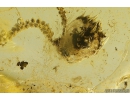 Rare Liverwort Bryophyta and Mycelium. Fossil inclusion in Ukrainian Rovno amber #10839R