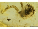 Rare Liverwort Bryophyta and Mycelium. Fossil inclusion in Ukrainian Rovno amber #10839R