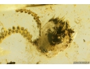 Rare Liverwort Bryophyta and Mycelium. Fossil inclusion in Ukrainian Rovno amber #10839R