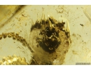 Rare Liverwort Bryophyta and Mycelium. Fossil inclusion in Ukrainian Rovno amber #10839R