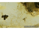 Rare Liverwort Bryophyta and Mycelium. Fossil inclusion in Ukrainian Rovno amber #10839R