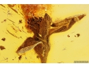 Very Nice Flower, Plant. Fossil inclusion in Baltic amber #10840