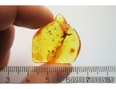 Very Nice Flower, Plant. Fossil inclusion in Baltic amber #10840