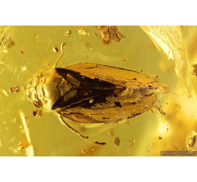 Rare Froghopper Cicadomorpha Aphrophoridae and Moss. Fossil inclusions in Baltic amber #10842