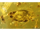 Rare Froghopper Cicadomorpha Aphrophoridae and Moss. Fossil inclusions in Baltic amber #10842
