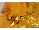 Rare Froghopper Cicadomorpha Aphrophoridae and Moss. Fossil inclusions in Baltic amber #10842