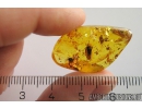 Rare Froghopper Cicadomorpha Aphrophoridae and Moss. Fossil inclusions in Baltic amber #10842