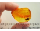 Planthopper nymph Fulgoromorpha Fulgoridae Fossil inclusion in Baltic amber #10843