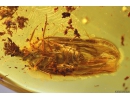 Planthopper Fulgoromorpha Achilidae. Fossil inclusion in Baltic amber #10844
