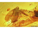 Big 14mm Planthopper Fulgoromorpha Achilidae and More. Fossil inclusions in Baltic amber #10846