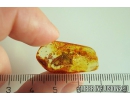 Planthopper Fulgoromorpha Achilidae. Fossil inclusion in Baltic amber #10847