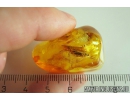 Planthopper Fulgoromorpha Achilidae. Fossil inclusion in Baltic amber #10848